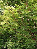 ACER PALMATUM SANGO KAKU,  SYN. ACER PALMATUM SENKAKI,  CORAL BARK MAPLE