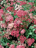 ACHILLEA MILLEFOLIUM PAPRIKA