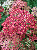 ACHILLEA MILLEFOLIUM PAPRIKA