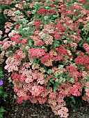 ACHILLEA MILLEFOLIUM PAPRIKA