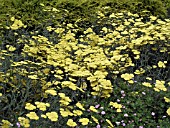 ACHILLEA MOONSHINE