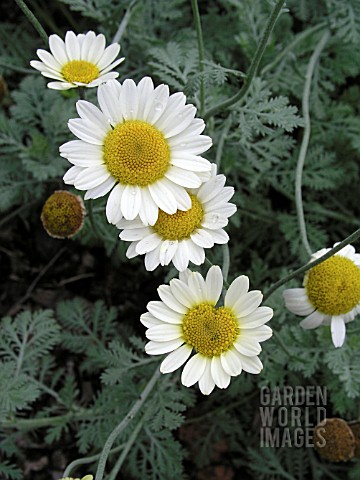 ANTHEMIS_SUSANNA_MITCHELL