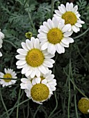 ANTHEMIS SUSANNA MITCHELL