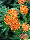 ASCLEPIAS TUBEROSA