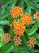 ASCLEPIAS TUBEROSA