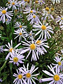 ASTER ALPELLUS TRIUMPH