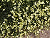 COREOPSIS VERTICILLATA MOONBEAM