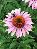 ECHINACEA PURPUREA MAGNUS