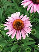 ECHINACEA PURPUREA MAGNUS