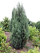 JUNIPERUS SCOPULORUM BLUE ARROW (ROCKY MOUNTAIN JUNIPER)