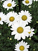 LEUCANTHEMUM SUPERBUM BECKY (SHASTA DAISY)