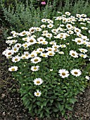 LEUCANTHEMUM SUPERBUM BECKY (SHASTA DAISY)