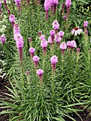 LIATRIS SPICATA (KANSAS GAY FEATHER)