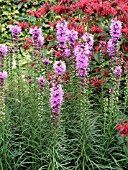 LIATRIS SPICATA (KANSAS GAY FEATHER)