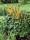 LIGULARIA PRZEWALSKII (LEOPARD PLANT)