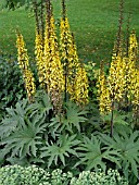 LIGULARIA PRZEWALSKII (LEOPARD PLANT)