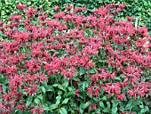 MONARDA DIDYMA CAMBRIDGE SCARLET (SWEET BERGAMOT)