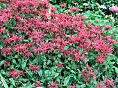 MONARDA DIDYMA CAMBRIDGE SCARLET (SWEET BERGAMOT)