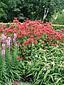 MONARDA DIDYMA CAMBRIDGE SCARLET (SWEET BERGAMOT)