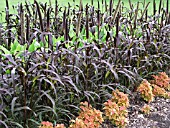 PENNISETUM GLAUCUM PURPLE MAJESTY (PURPLE MILLET)