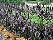 PENNISETUM GLAUCUM PURPLE MAJESTY (PURPLE MILLET)