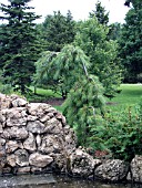 PINUS STROBUS PENDULA (WEEPING PINE)