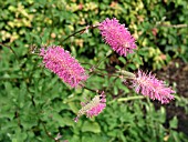 SANGUISORBA OBTUSA (BURNET)