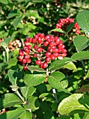 VIBURNUM BUREJAETICUM (MANCHURIAN VIBURNUM)