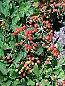 VIBURNUM OPULUS COMPACTUM (GUELDER ROSE)