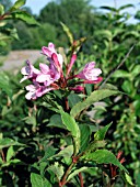 WEIGELA FLORIDA PINK PRINCESS