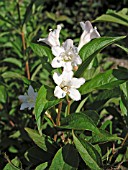 WEIGELA FLORIDA WHITE KNIGHT