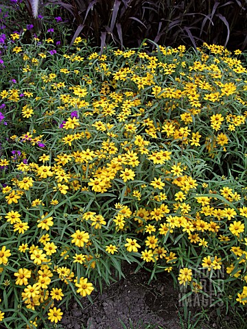 ZINNIA_ANGUSTIFOLIA_STAR_GOLD