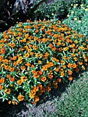 ZINNIA PROFUSION ORANGE