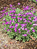 AUBRIETA ROKEYS PURPLE