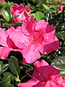 AZALEA ENCORE AUTUMN CARNIVAL (ENCORE RHODODENDRON)