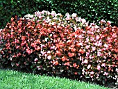 BEGONIA SEMPERFLORENS MIXED (WAX BEGONIA)