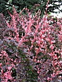 BERBERIS THUNBERGII ROSE GLOW