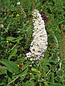 BUDDLEIA DAVIDII WHITE