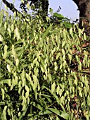 CHASMANTHIUM LATIFOLIUM (INDIAN WOODOATS)