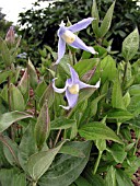 CLEMATIS INTEGRIFOLIA CAERULEA (SOLITARY CLEMATIS)