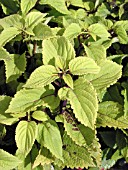 SOLENOSTEMON PINEAPPLE(COLEUS,  PAINTED NETTLES)