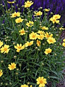 COREOPSIS GRANDIFLORA WALCOREOP FLYING SAUCERS