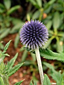 ECHINOPS RITRO VEITCHS BLUE (GLOBE THISTLE)