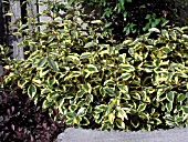 ELAEAGNUS EBBINGEI GILT EDGE