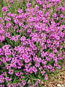 ERICA CINEREA ATROPURPUREA (BELL HEATHER)