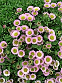 ERIGERON SEA BREEZE (FLEABANE)