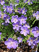 GERANIUM JOHNSONS BLUE