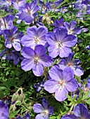 GERANIUM JOHSONS BLUE (CRANESBILL)