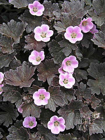 GERANIUM_PINK_SPICE