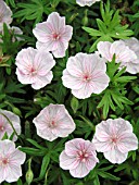 GERANIUM SANGUINEUM STRIATUM (CRANESBILL)